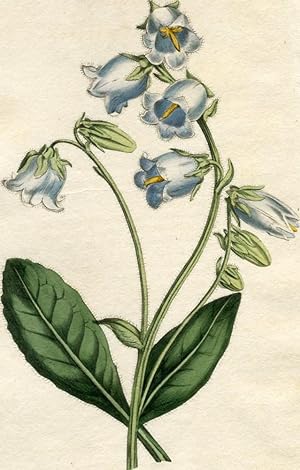 Campanula Barbata - Bearded Bell-Flower. Altkolorierter Kupferstich (Aus: Curtis' Botanical Magaz...