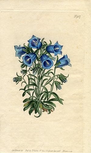 Campanula Alpina - Alpine Bell-Flower. Altkolorierter Kupferstich (Aus: Curtis' Botanical Magazin...