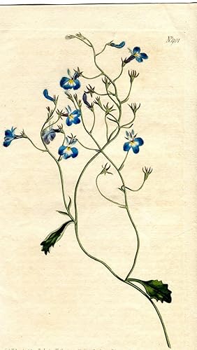 Lobelia Erinus - Ascending Lobelia. Altkolorierter Kupferstich (Aus: Curtis' Botanical Magazine, ...