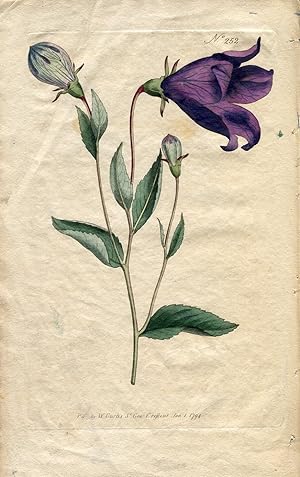 Campanula Grandiflora - Great-Flowered Bell-Flower. Altkolorierter Kupferstich (Aus: Curtis' Bota...