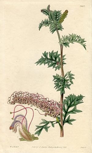 Grevillea Acanthifolia - Acanthus-Leaved Grevillea. Altkolorierter Kupferstich (Aus: Curtis' Bota...