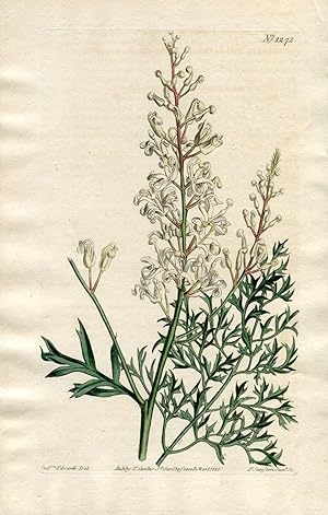 Lomatia Silaifolia - Sulphur-Wort-Leaved Lomatia. Altkolorierter Kupferstich (Aus: Curtis' Botani...
