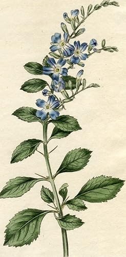 Curanta Ellisia - Prickly Duranta. Altkolorierter Kupferstich (Aus: Curtis' Botanical Magazine, N...