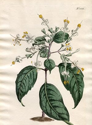Clerodendrum Tomentosum - Downy Clerodendrum, or Cumberland Tree. Altkolorierter Kupferstich (Aus...