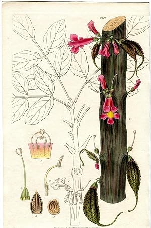 Bignonia Colei - General Cole's Bignonia. Altkolorierter Kupferstich (Aus: Curtis' Botanical Maga...
