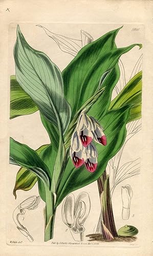 Gastrochilus Pulcherrima - Handsome-Flowered Gastrochilus. Altkolorierter Kupferstich (Aus: Curti...