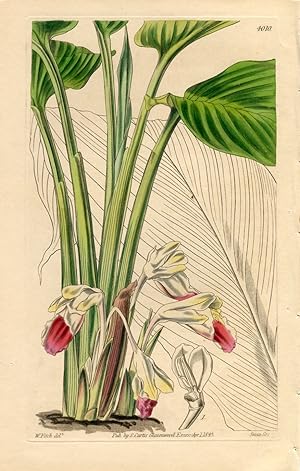 Gastrochilus Longiflora - Long-Flowered Gastrochilus. Altkolorierter Kupferstich (Aus: Curtis' Bo...
