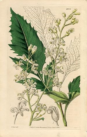 Lomatia Ilicifolia - Holly-Leaved Lomatia. Altkolorierter Kupferstich (Aus: Curtis' Botanical Mag...