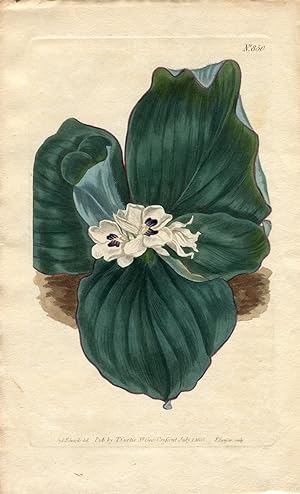 Kaempferia Galanga - Galangale. Altkolorierter Kupferstich (Aus: Curtis' Botanical Magazine, No. ...