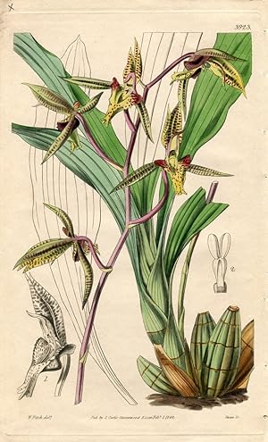 Myanthus Deltoideus - Triangular-Lipped Fly-Wort. Altkolorierter Kupferstich (Aus: Curtis' Botani...