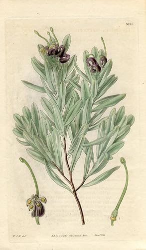 Grevillea Arenaria - Sand Grevillea. Altkolorierter Kupferstich (Aus: Curtis' Botanical Magazine,...