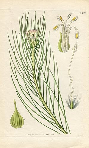 Petrophila Acicularis. Altkolorierter Kupferstich (Aus: Curtis' Botanical Magazine, No. 3469).
