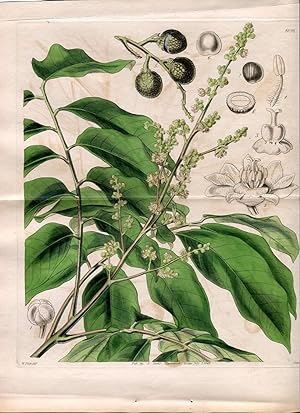 Nephelium Longan - Longan. Altkolorierter Kupferstich (Aus: Curtis' Botanical Magazine, No. 4096).