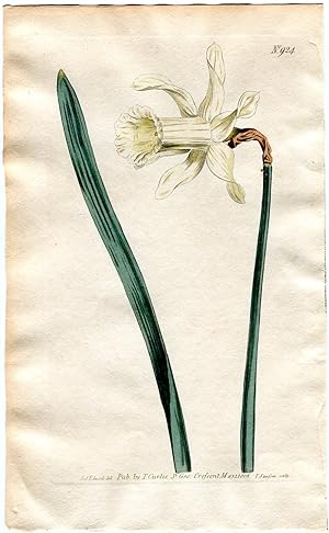 Narcissus Moschatus (a). - White Long-Flowered Daffodil. Altkolorierter Kupferstich (Aus: Curtis'...
