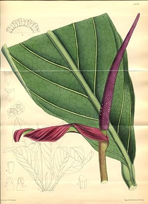 Anthurium Glaziovii. Altkolorierte Original-Lithographie (Aus: Curtis' Botanical Magazine, No. 68...