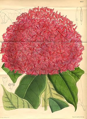 Ixora Macrothyrsa. Altkolorierte Original-Lithographie (Aus: Curtis' Botanical Magazine, No. 6853).