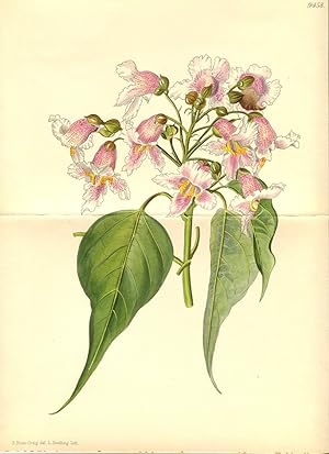 Catalpa Fargesii Forma Duclouxii. Altkolorierte Original-Lithographie (Aus: Curtis' Botanical Mag...