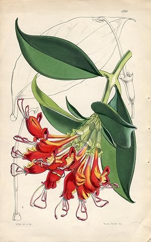 Seller image for Aeschynanthus Fulgens - Flame-Coloured Aeschynanthus. Altkolorierte Original-Lithographie (Aus: Curtis' Botanical Magazine, No. 4891). for sale by Antiquariat Andree Schulte