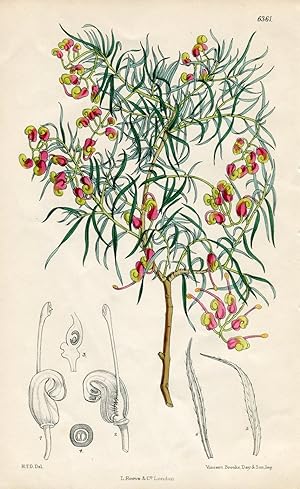 Grevillea ericifolia. Altkolorierte Original-Lithographie (Aus: Curtis' Botanical Magazine, No. 6...