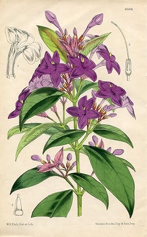 Pseuderanthemum laxiflorum (A. Gray) F.T. Hubb. ex L.H. Bailey [as Eranthemum laxiflorum A. Gray]...