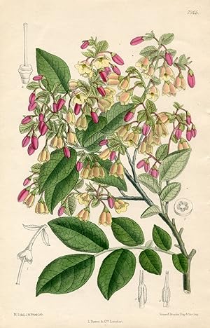 Vaccinium padifolium. Original-Lithographie (Aus: Curtis' Botanical Magazine, No. 7305).