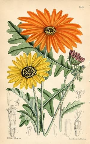 Arctotis Aureola / Arctotis Revoluta. Original-Lithographie (Aus: Curtis' Botanical Magazine, No....
