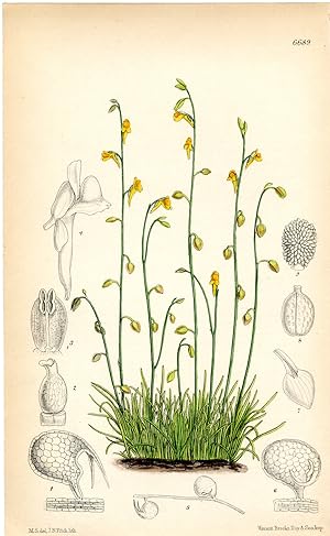 Utricularia Bifida. Altkolorierte Original-Lithographie (Aus: Curtis' Botanical Magazine, No. 6689).