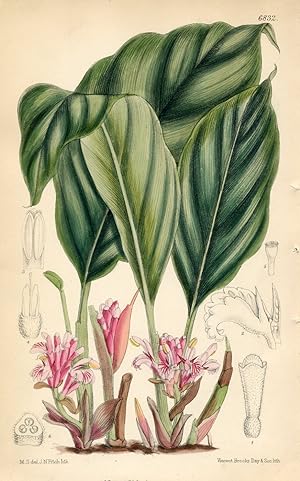 Alpinia Pumila. Altkolorierte Original-Lithographie (Aus: Curtis' Botanical Magazine, No. 6832).
