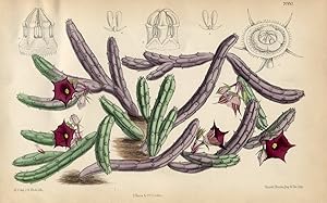 Huernia Aspera. Altkolorierte Original-Lithographie (Aus: Curtis' Botanical Magazine, No. 7000).