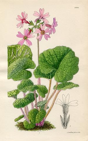 Primula Kisoana. Altkolorierte Original-Lithographie (Aus: Curtis' Botanical Magazine, No. 8884).