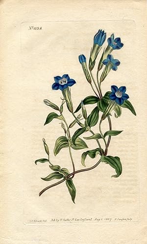 Gentiana Caucasea - Caucasian Gentian. Altkolorierter Kupferstich (Aus: Curtis' Botanical Magazin...