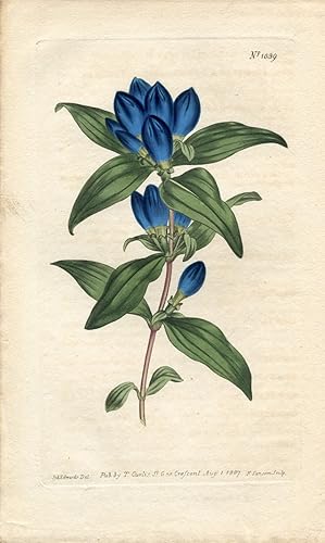 Gentiana Saponaria - Barrel-Flowered Gentian. Altkolorierter Kupferstich (Aus: Curtis' Botanical ...