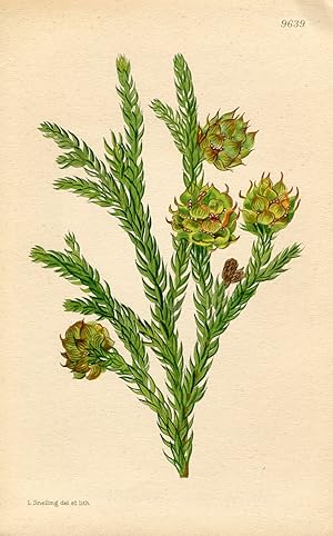 Athrotaxis Selaginoides. Altkolorierte Original-Lithographie (Aus: Curtis' Botanical Magazine, No...