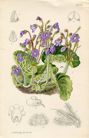 Petrocosmea Parryorum. Altkolorierte Original-Lithographie (Aus: Curtis' Botanical Magazine, No. ...