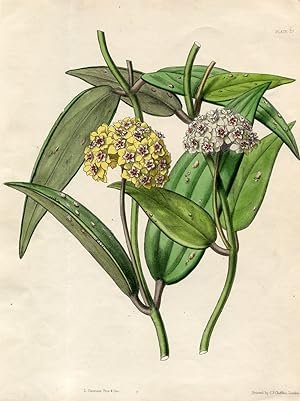 The Oval and The Pallid Hoyas (Hoya Ovalifolia and Pallida). Altkolorierte Zinkographie / Colored...