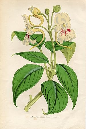 Impatiens hookeriana - Balsamine d'Hooker. Chromolithographie. (Aus: Le Jardin Fleuriste. Journal...