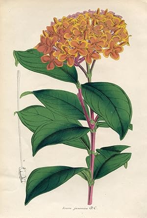 Ixora javanica - Ixore de Java. Chromolithographie. (Aus: Le Jardin Fleuriste. Journal général de...