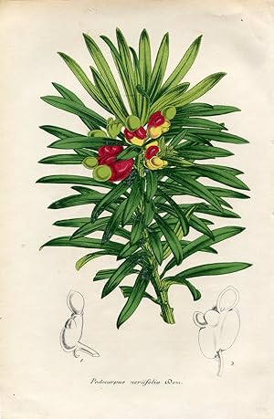 Podocarpus neriifolia - Podocarpe à feuilles de Nérium. Chromolithographie. (Aus: Le Jardin Fleur...