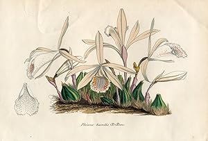 Pleione humilis - Pléione petite. Chromolithographie. (Aus: Le Jardin Fleuriste. Journal général ...