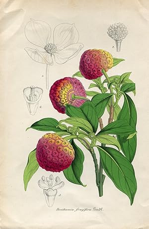 Benthamia fragifera - Benthame porte-fraises. Chromolithographie. (Aus: Le Jardin Fleuriste. Jour...