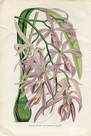 Epidendrum verrucosum - Épidendre à verrues. Chromolithographie. (Aus: Le Jardin Fleuriste. Journ...