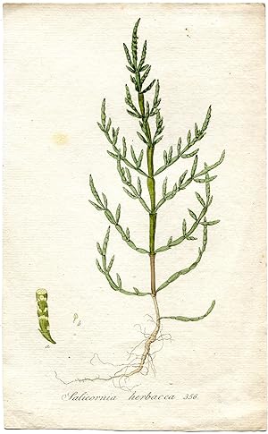 Salicornia herbacea. Altkolorierter Kupferstich; No. 356 (Aus: Flora Batava, of afbeeling en besc...