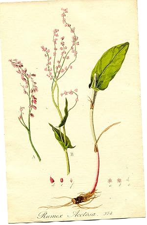 Rumex Acetosa. Altkolorierter Kupferstich; No. 374 (Aus: Flora Batava, of afbeeling en beschrifjv...