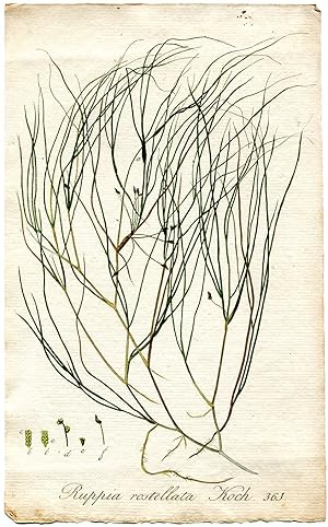 Ruppia rostellata Koch. Altkolorierter Kupferstich; No. 361 (Aus: Flora Batava, of afbeeling en b...