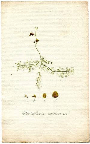 Utricularia minor. Altkolorierter Kupferstich; No. 496 (Aus: Flora Batava, of afbeeling en beschr...