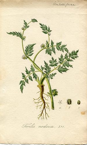 Torilis nodosa. Altkolorierter Kupferstich; No. 511 (Aus: Flora Batava, of afbeeling en beschrifj...