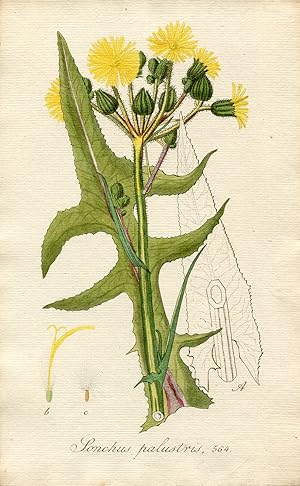 Sonchus palustris. Altkolorierter Kupferstich; No. 564 (Aus: Flora Batava, of afbeeling en beschr...