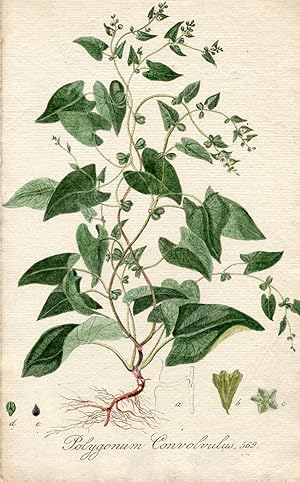 Polygonum Convolvulus. Altkolorierter Kupferstich; No. 569 (Aus: Flora Batava, of afbeeling en be...