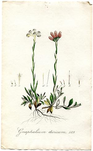 Gnaphalium diocium. Altkolorierter Kupferstich; No. 589 (Aus: Flora Batava, of afbeeling en besch...