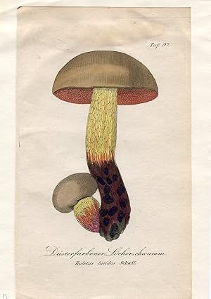 Düsterfarbener Löcherschwann - Boletus luridus Schaeff. Altkolorierter Kupferstich; Tafel 97 (aus...